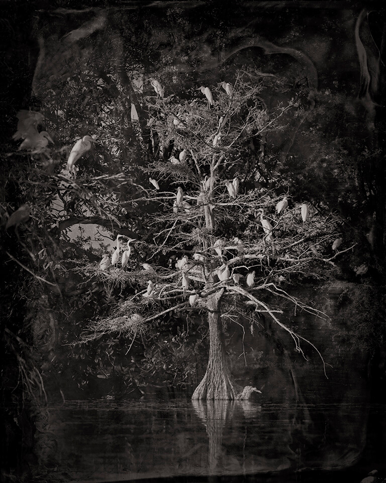 Nesting-Tree-2012-1